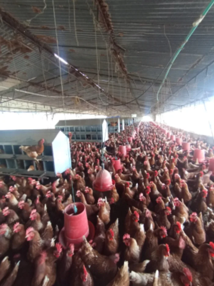 galeria-gallinas-campo-avicola-alianza